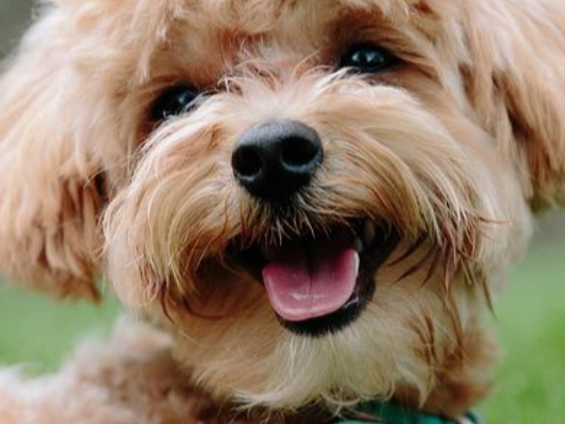 Holistic Grooming. More than just a haircut.