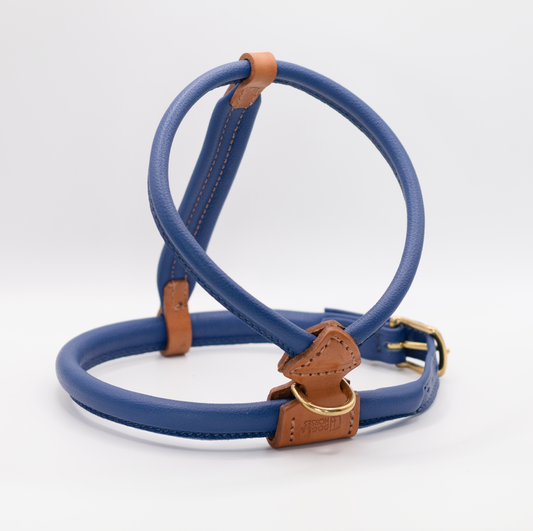 D&H Rolled Leather Dog Harness Electric Blue