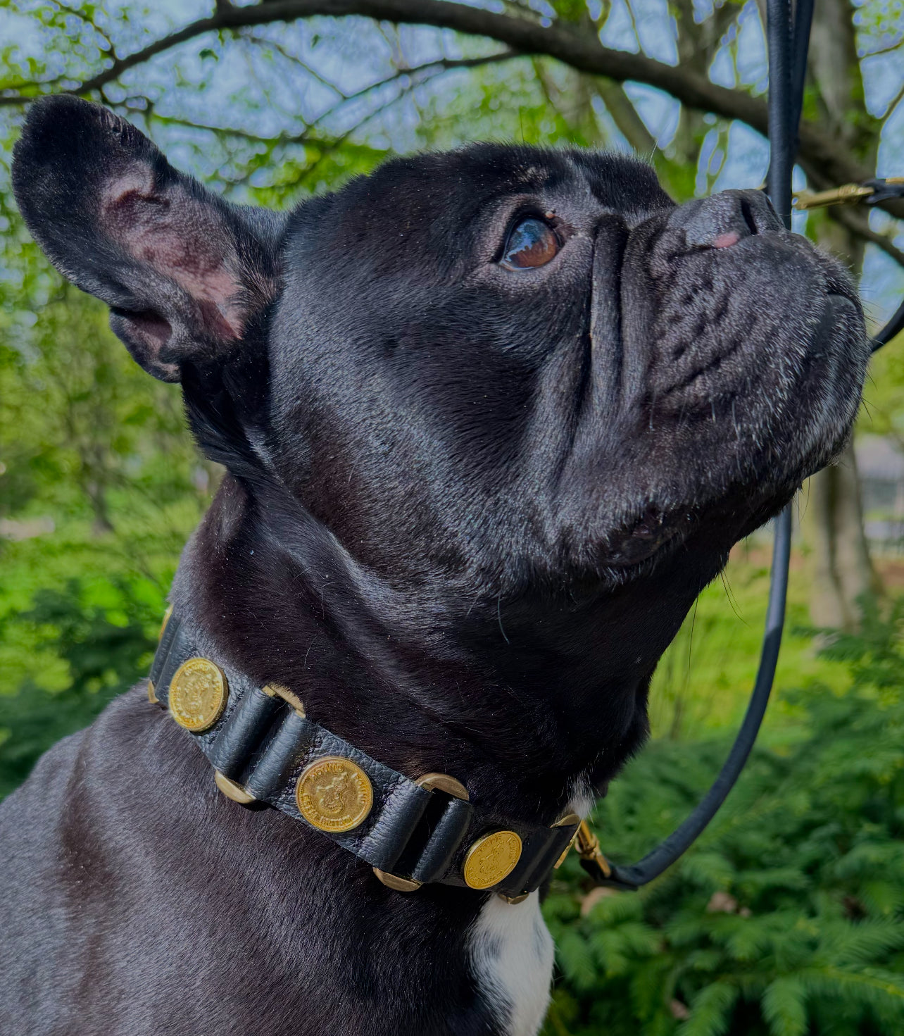 D&H Hound Pound Leather Link Collar