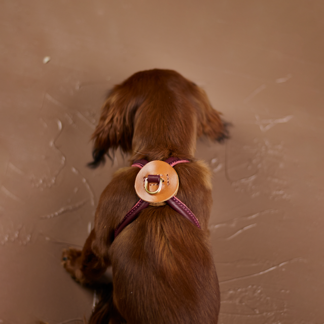 D&H Rolled Leather Harness for Miniature Dachshunds