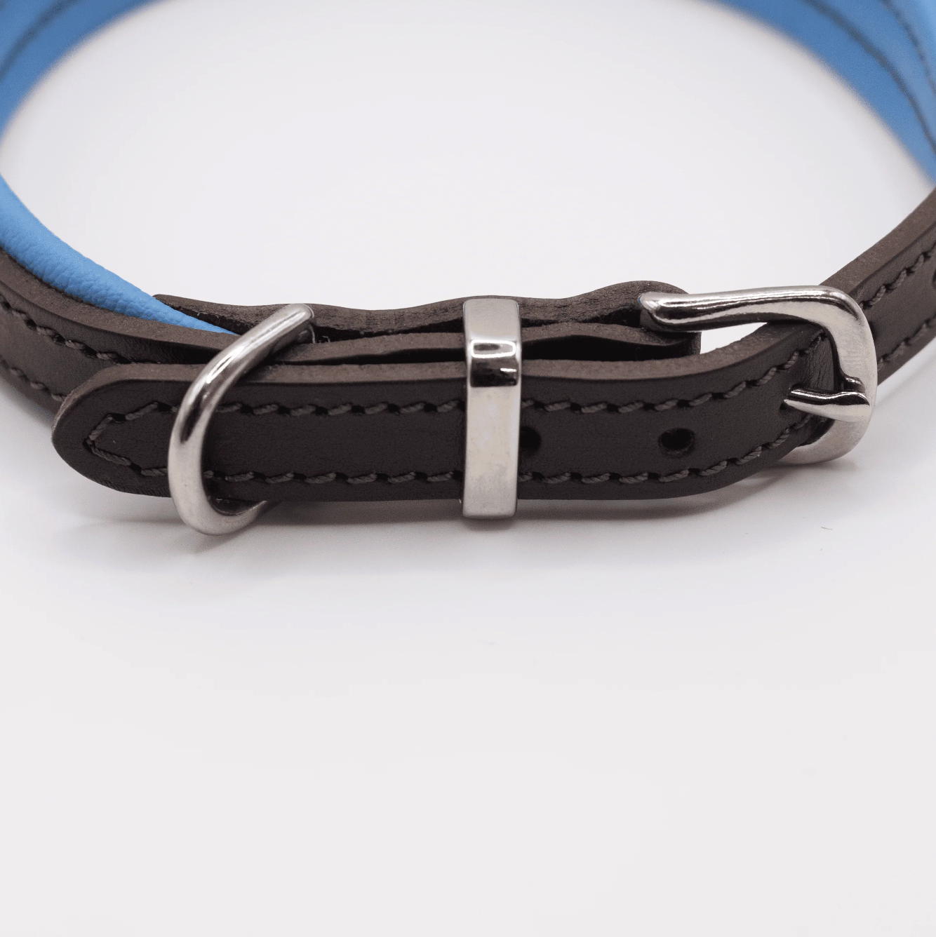 Padded Leather Dog Collar Brown and Blue