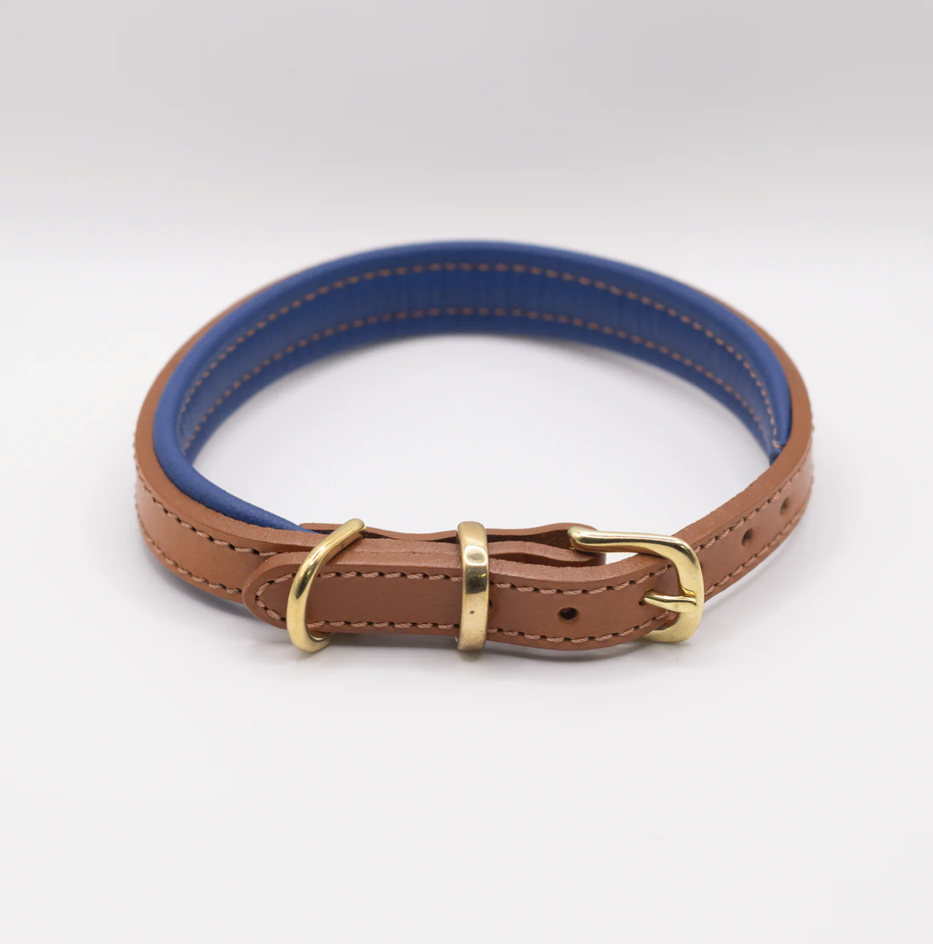 Padded Leather Dog Collar Tan and Electric Blue
