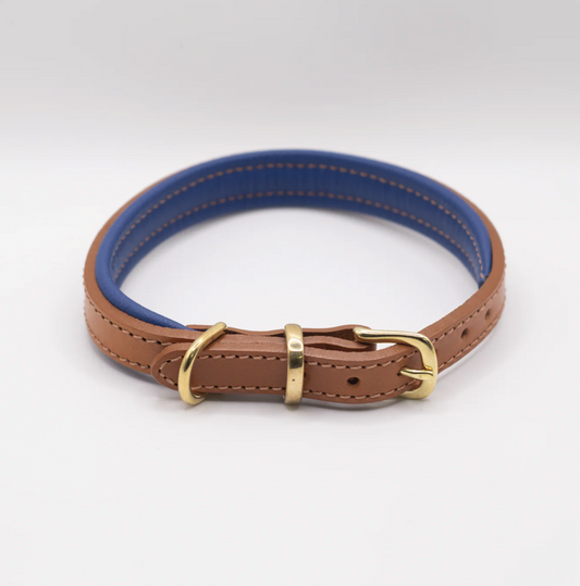 Padded Leather Dog Collar Tan and Electric Blue