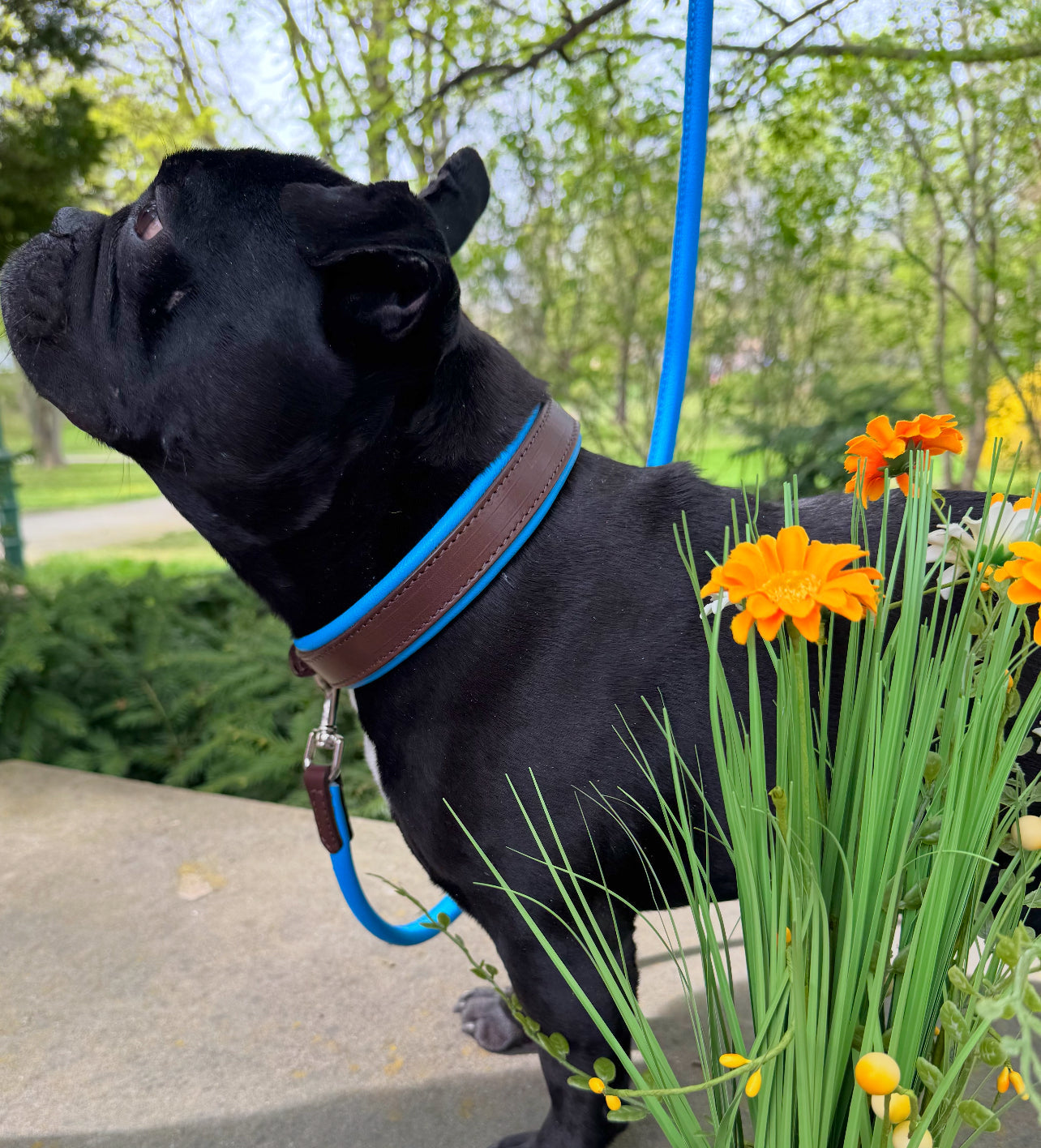 Padded Leather Dog Collar Brown and Blue
