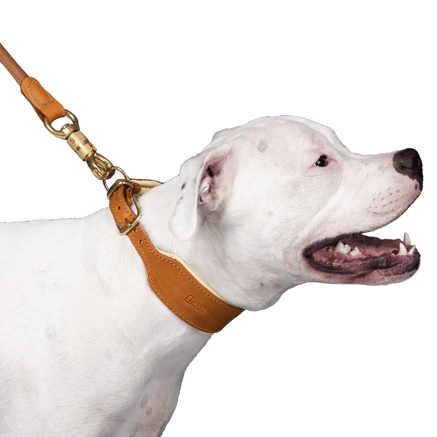 D&H Big Dog Padded leather dog Collar